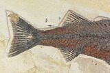 Uncommon Fish Fossil (Mioplosus) - Wyoming #172946-2
